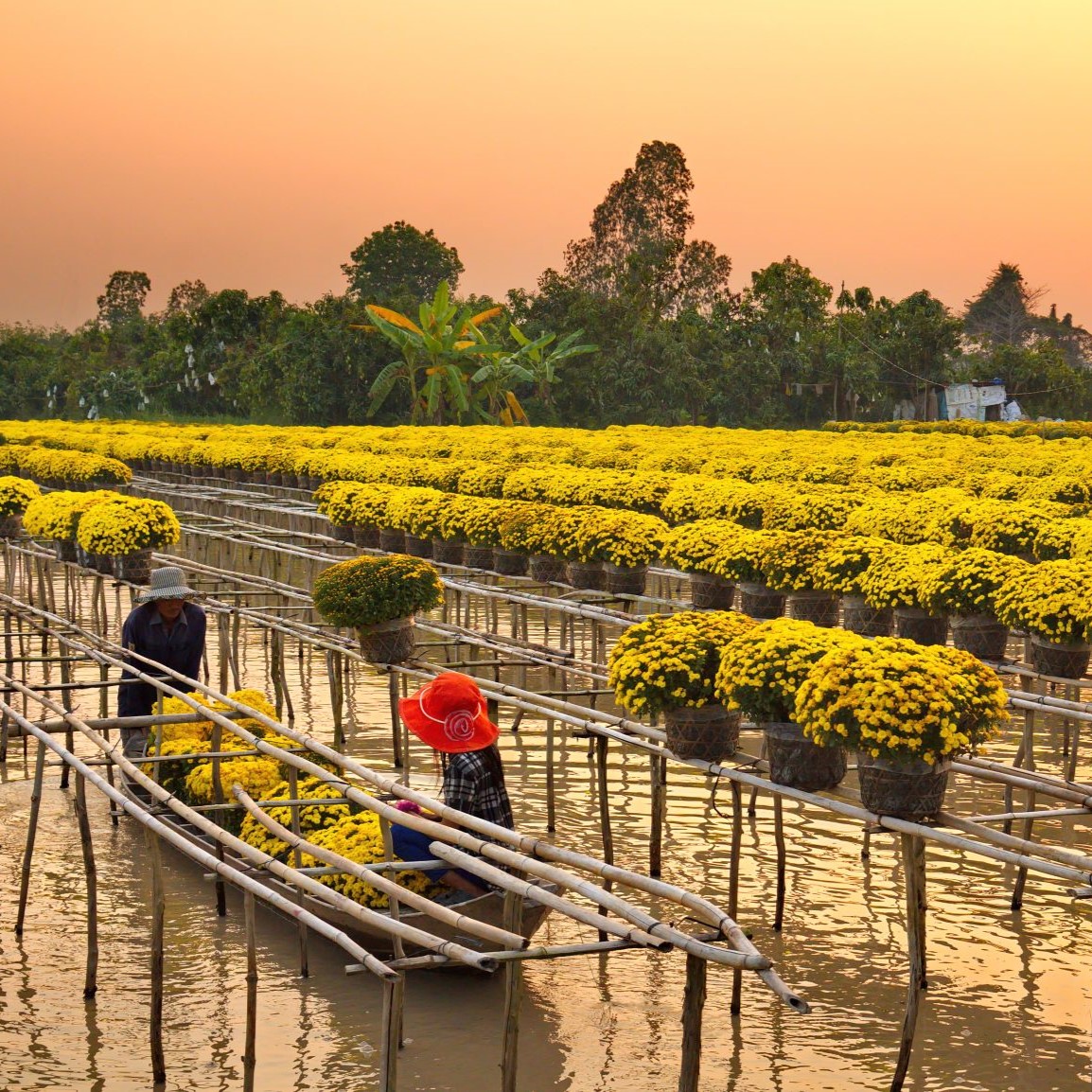 Đại Lý Đồng Tháp